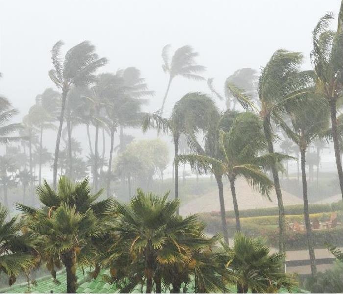 heavy rain; palm treas swaying in high wind