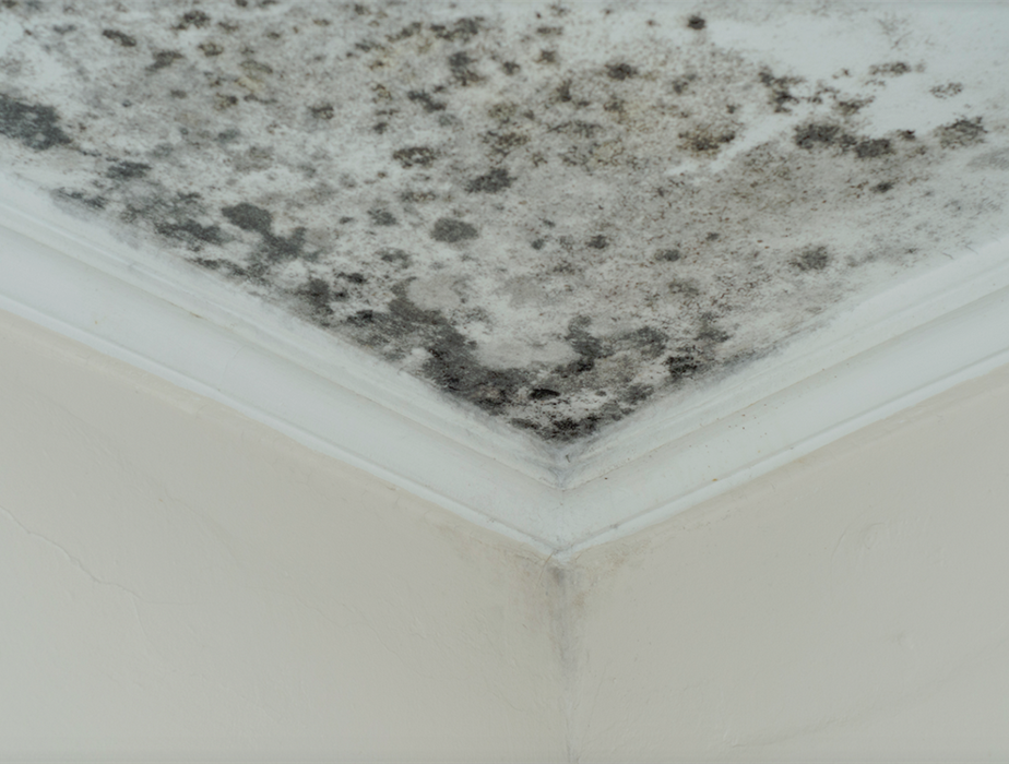 a ceiling covered with mold