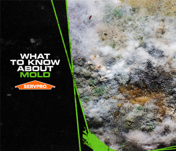 SERVPRO what to know about mold sign